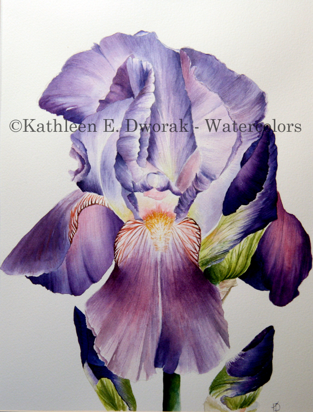 Purple Iris 1