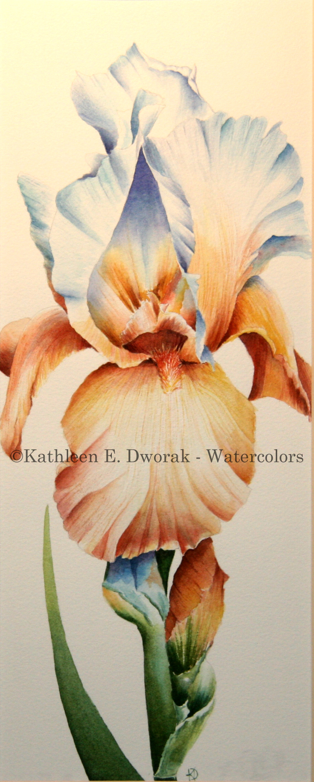 Two Tone Iris